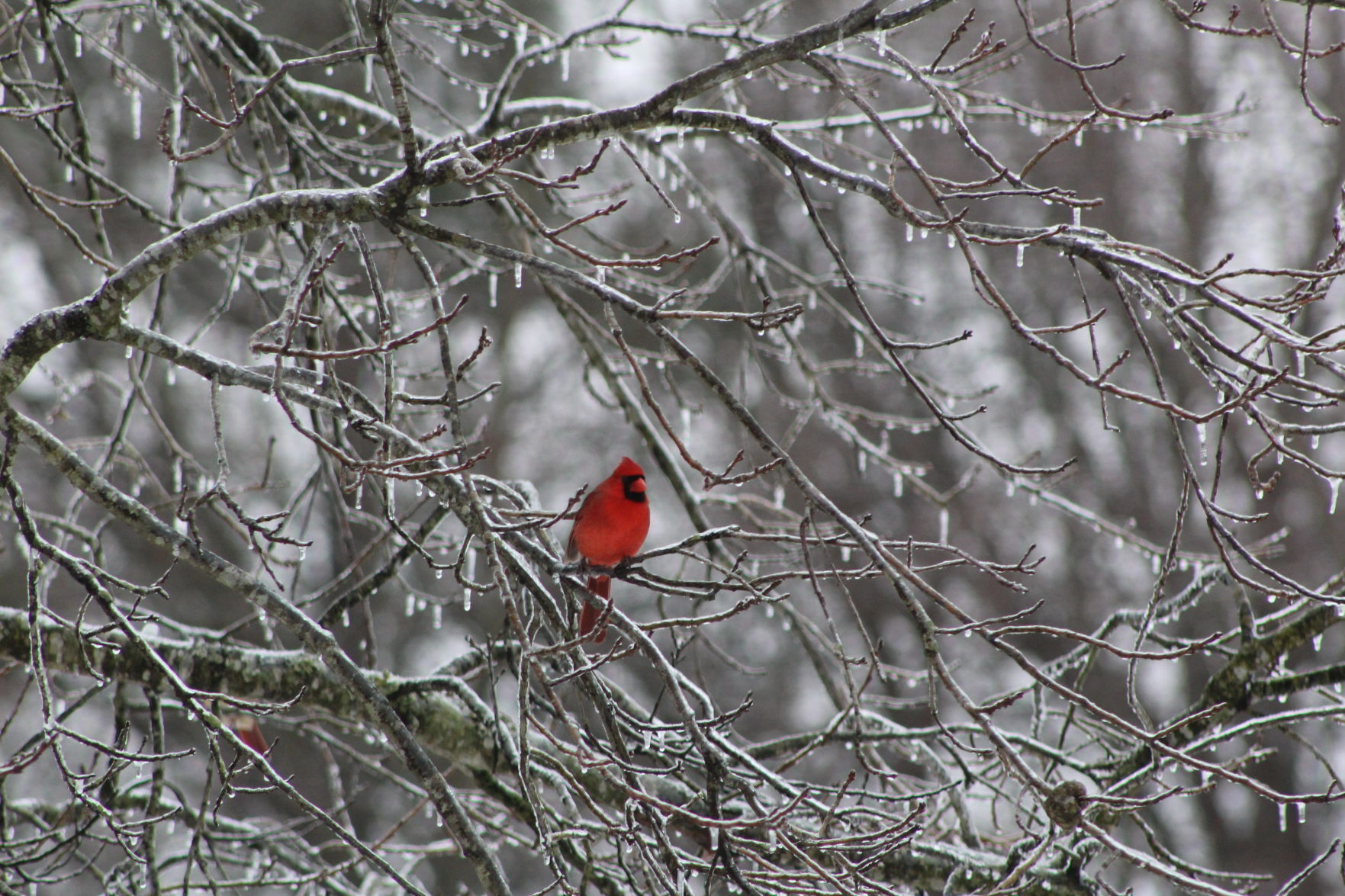 A spot of color on a bleak winter day